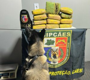 Imagem da notícia - Base Arpão: PMAM apreende droga escondida dentro de sacos com macaxeira
