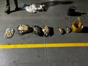 Imagem da notícia - Base Arpão 2: PMAM apreende 30 quelônios durante abordagem em uma embarcação