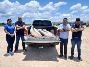 Imagem da notícia - Base Arpão 2: PMAM apreende 240 quilos de pirarucu durante fiscalização