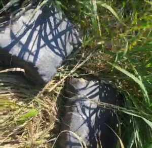 Imagem da notícia - Operação Impacto: Policiais apreendem 680 quilos de drogas em sacos de fibra