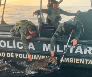 Imagem da notícia - Polícia Militar do Amazonas resgata onça ferida por disparos de arma de fogo no Rio Negro
