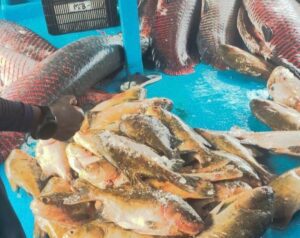 Imagem da notícia - Base Arpão 2: PMAM apreende mais de duas toneladas de pescado irregular em embarcação