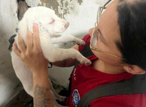 Imagem da notícia - Em Manaus, bombeiros resgatam filhote de cachorro preso em buraco de parede de residência no Coroado