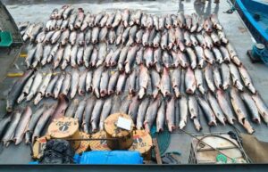 Base Arpão 2: PMAM apreendeu mais de 16 toneladas de pescado ilegal em Coari