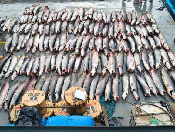 Base Arpão 2: PMAM apreendeu mais de 16 toneladas de pescado ilegal em Coari
