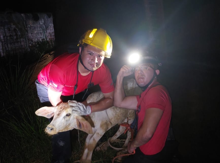 FOTO CBMAM ARQUIVO ANIMAIS 1