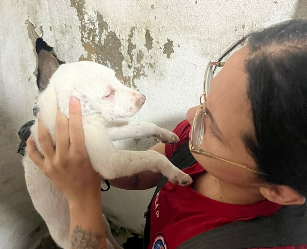 FOTO CBMAM ARQUIVO ANIMAIS 2