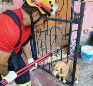 Imagem da notícia - Corpo de Bombeiros do Amazonas resgata uma média de quatro animais a cada 24 horas 