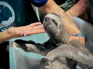 Imagem da notícia - Operação Anhangá 2: PC-AM e Ipaam desarticulam grupo criminoso por exploração de animais silvestres e maus-tratos