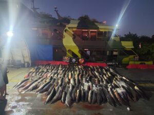 Base Arpão 2: PMAM apreende 26 toneladas de pescado durante abordagem a embarcação