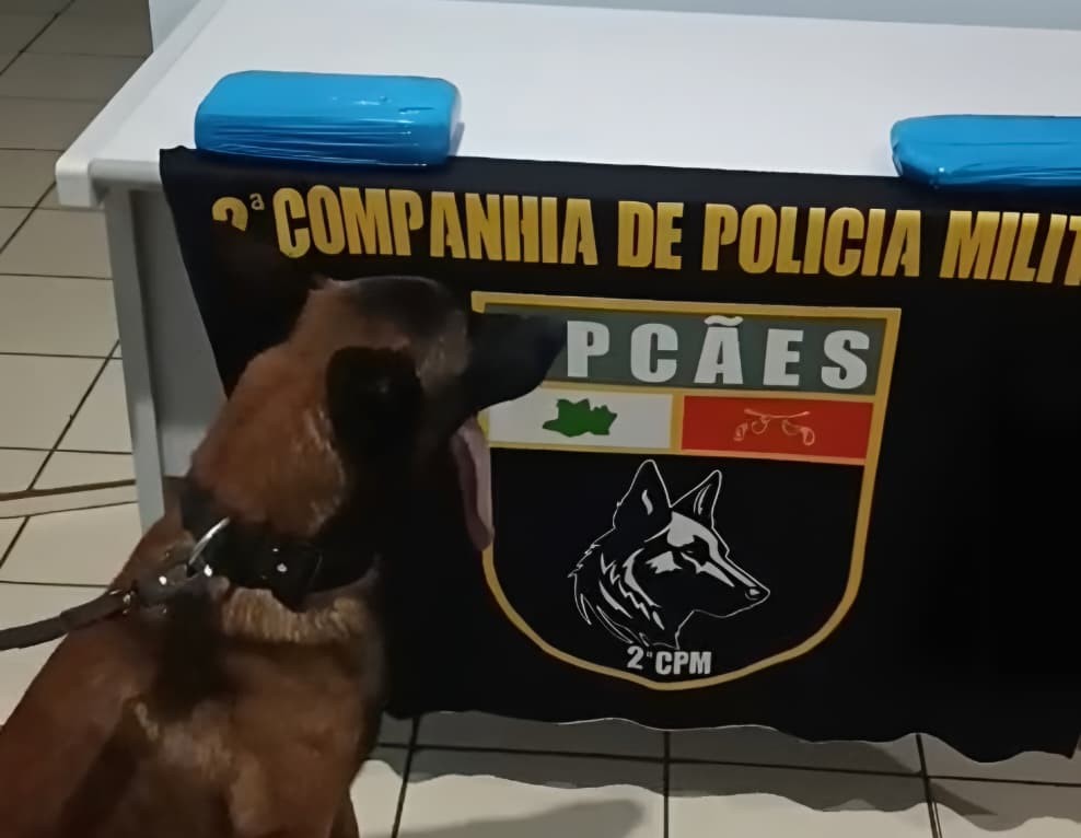 SEGURANCA PRESENTE APREENSAO DE QUELONIOS E PASTA BASE DE COCAINA FOTOS DIVULGACAO SSP AM