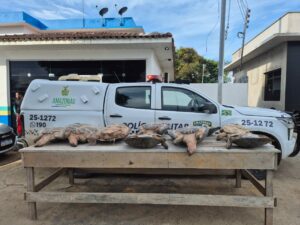 Imagem da notícia - Operação Segurança Presente: Forças de Segurança apreendem nove quelônios e mais de 2 quilos de pasta-base de cocaína